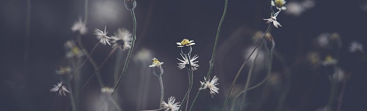 Schwarz-weiß-Bild von kleinen Blümchen