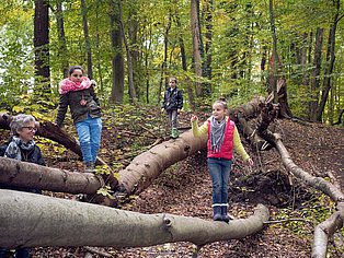 Drei Kinder klettern im Wald auf Baumstämmen herum, eine erwachsene Person steht daneben